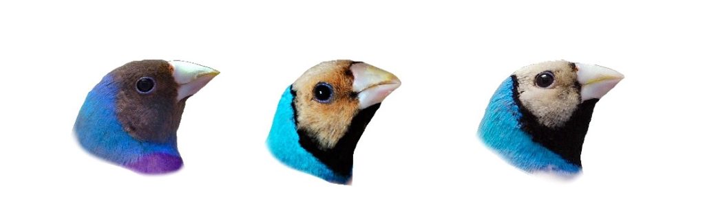 All About Gouldian Finch Genetics And Mutations