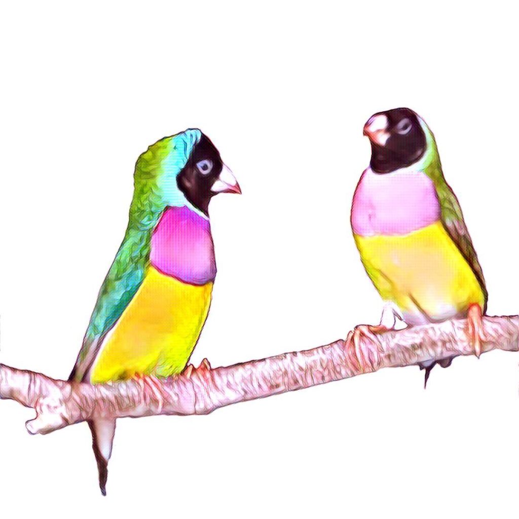 Breeding Gouldian Finches Success With Breeding Gouldians
