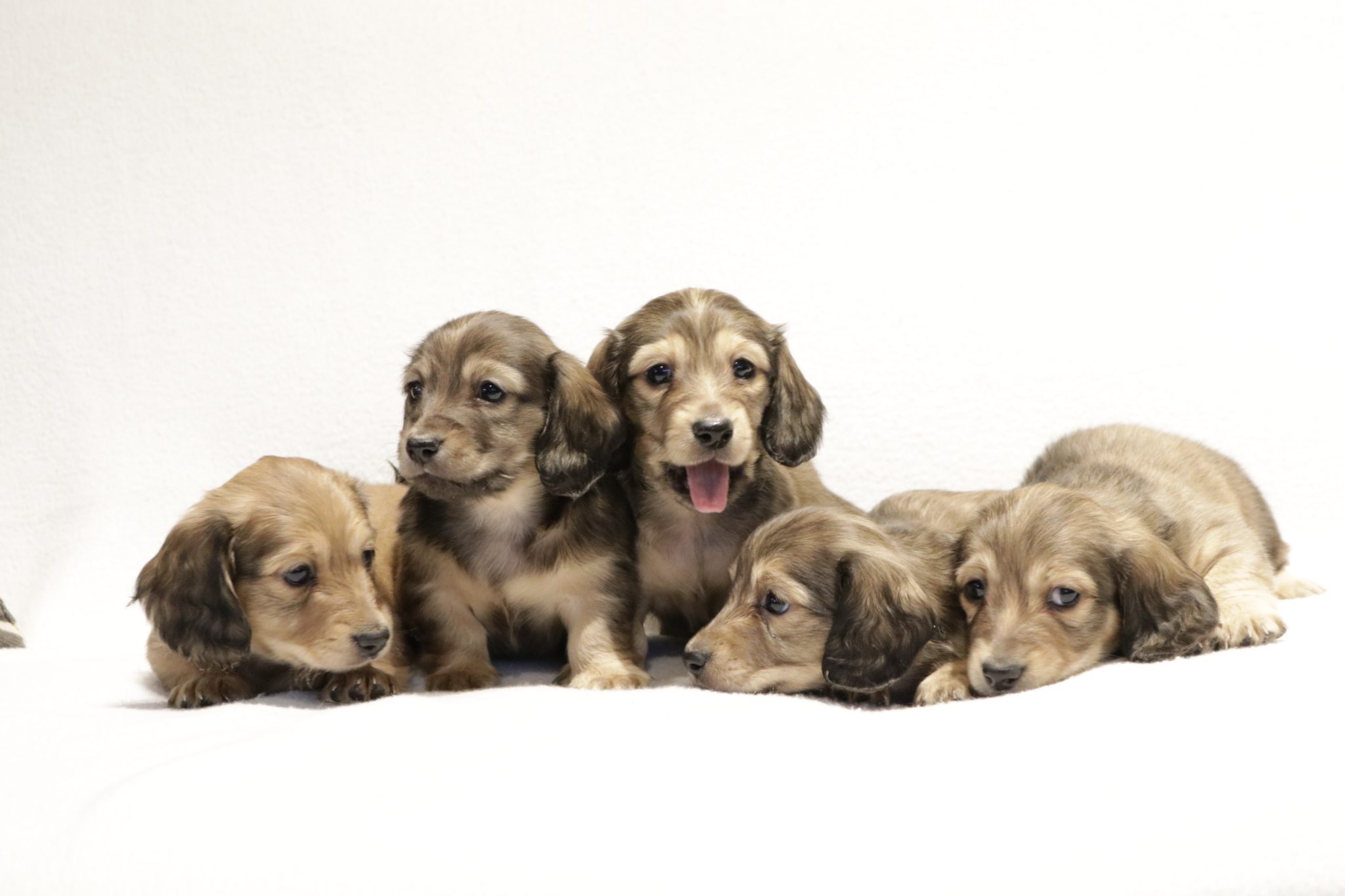 Miniature dachshund English Cream puppies for sale & future expected litters