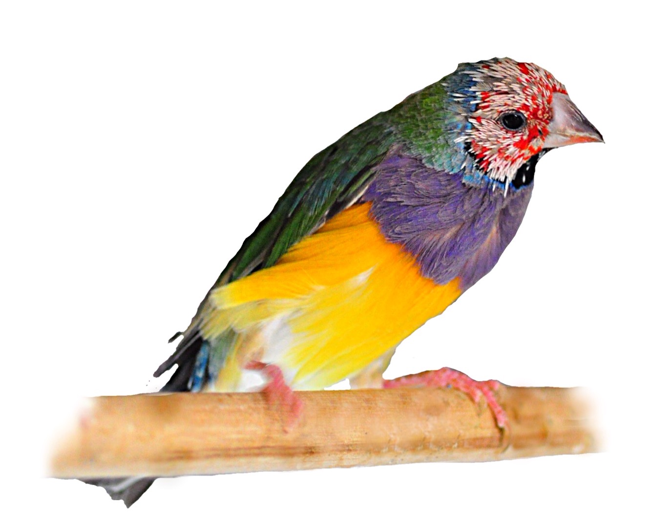 Breeding Gouldian Finches>Success with Breeding Gouldians