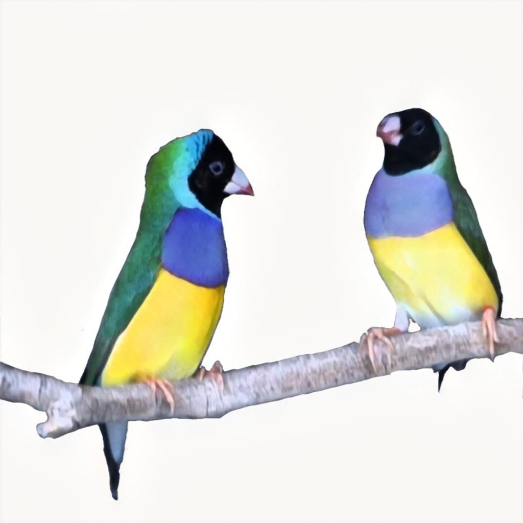 Breeding Gouldian Finches