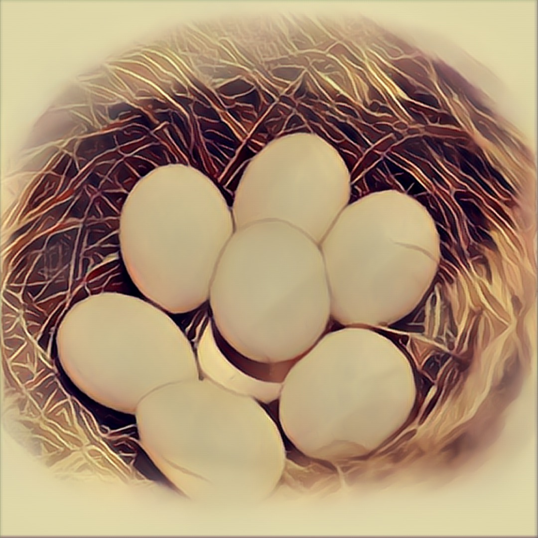 Gouldian Eggs 