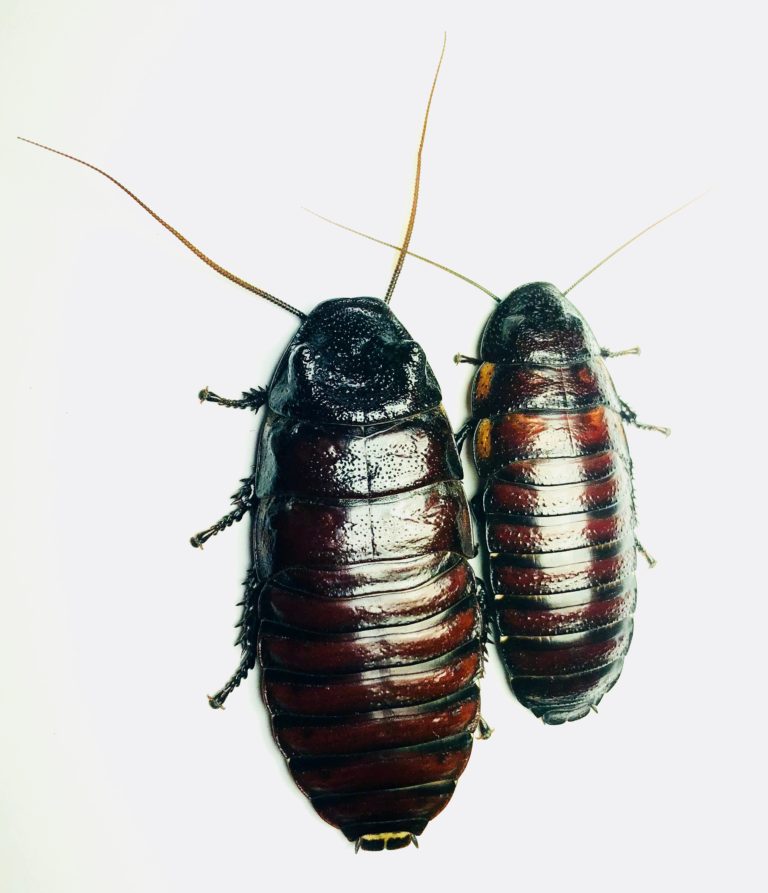 Wide-Horn Hisser (Gromphadorhina oblongonota)