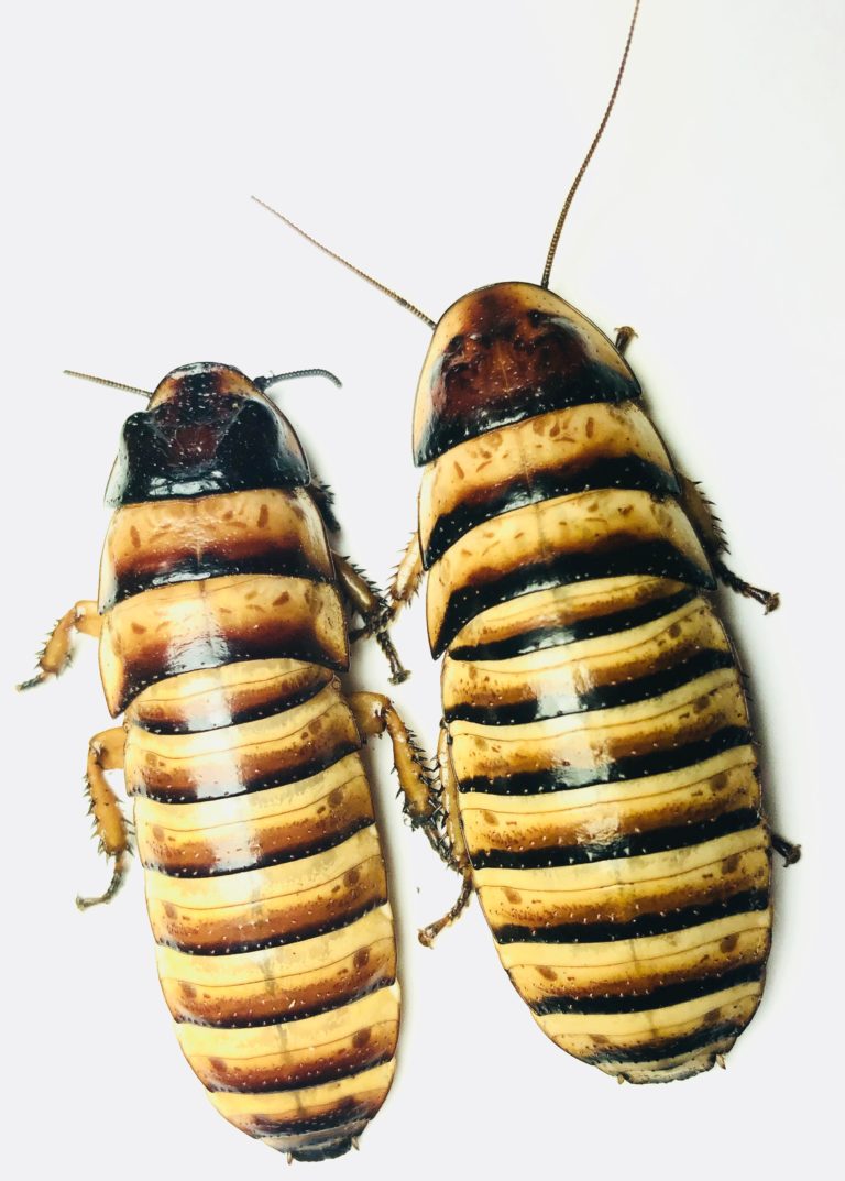 Halloween Hisser (Elliptorhina javanica) madagascar hissing cockroach