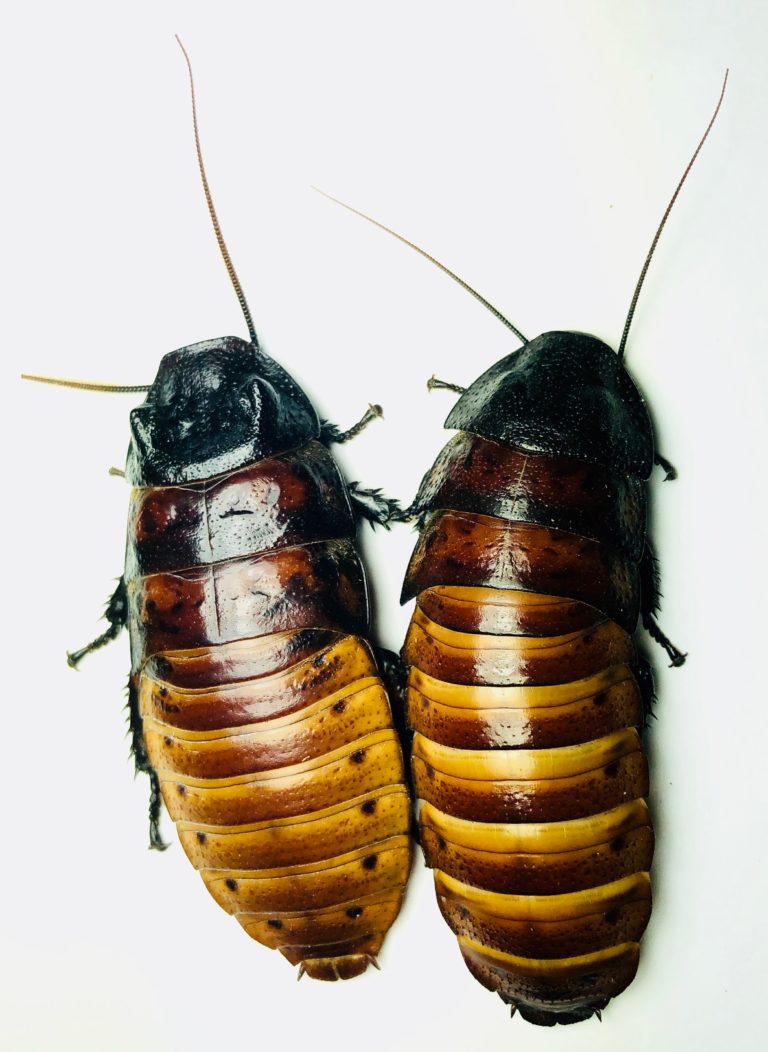 Common Hisser Gromphadorhina portentosa 