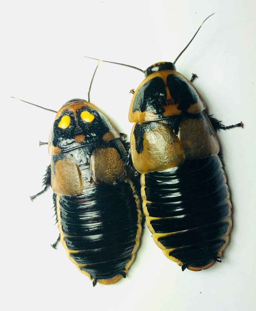 Glowspot roach Lucihormetica subcincta