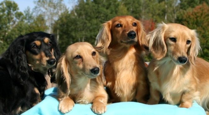 History of the Dachshund