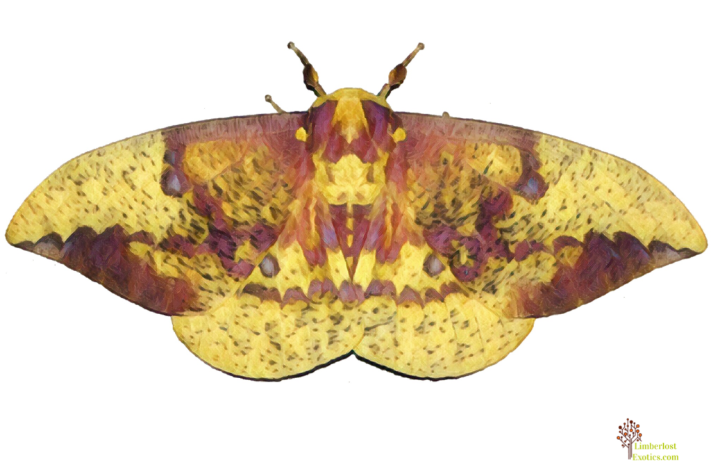 Imperial moth Eacles imperialis