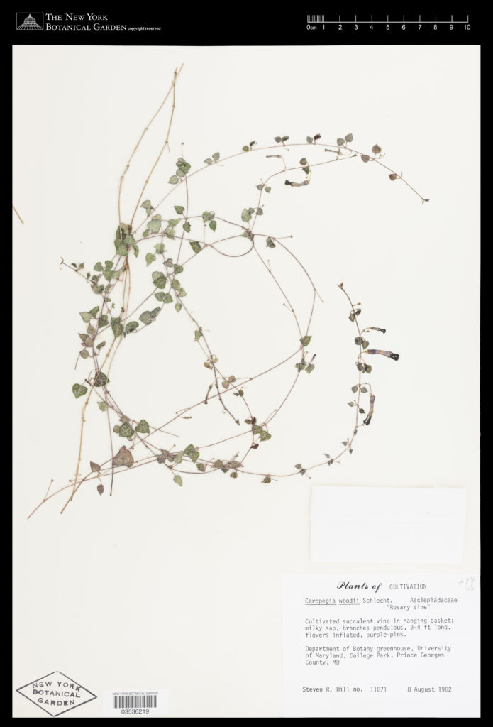 Ceropegia woodii Herbarium Image