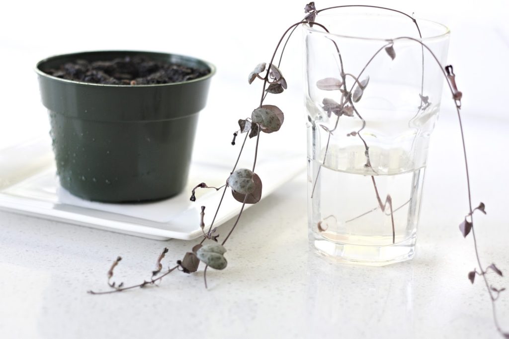 water propagation of Ceropegia